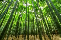 Bamboo massage trattamenti benessere